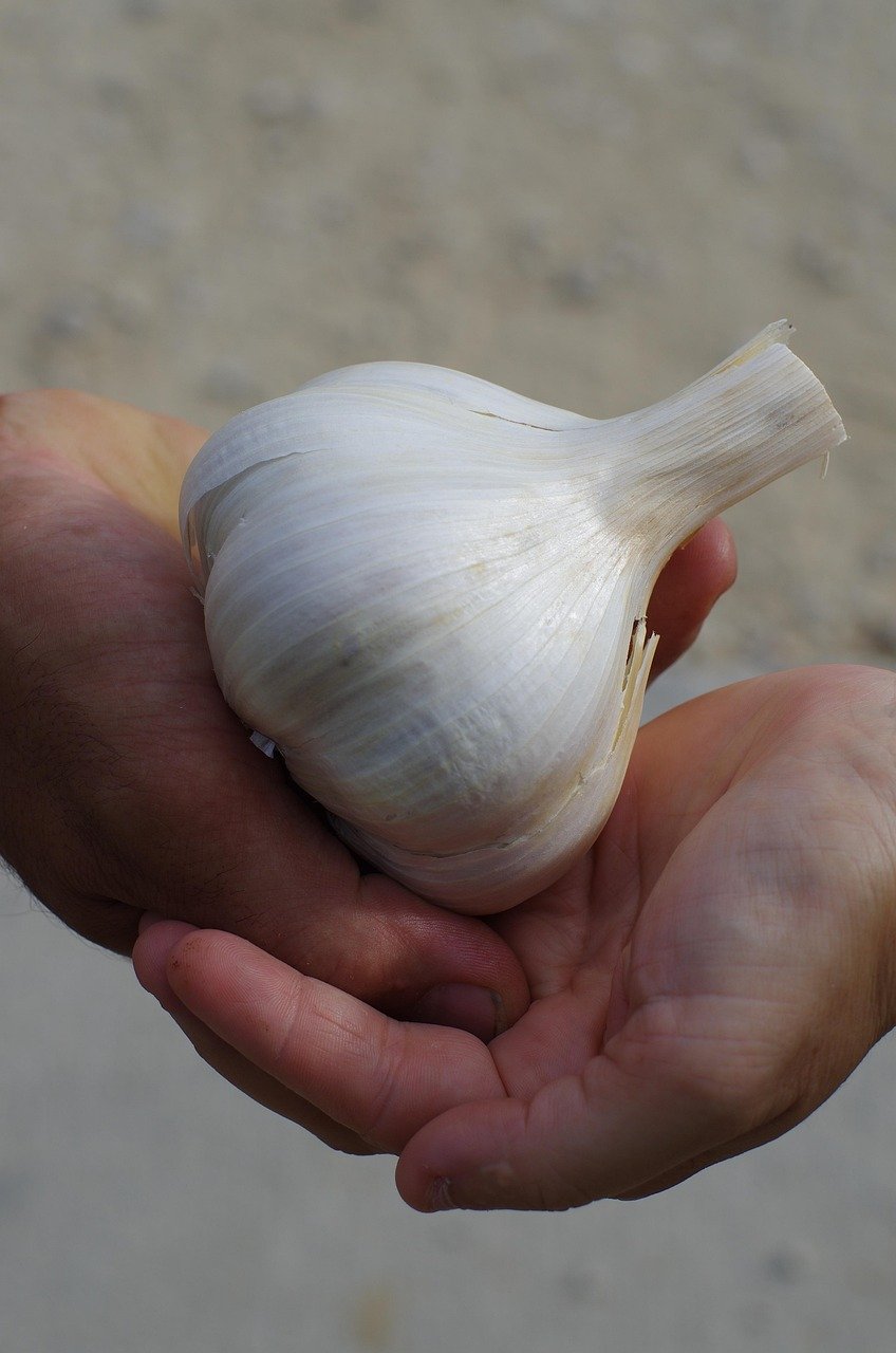 services-02 garlic, garlic elephant, bulb of garlic, nature, harvest, cultivated garlic, food, vegetable, culture, flavors, novelty, agriculture, gourmet, rhone alpes, drome, france