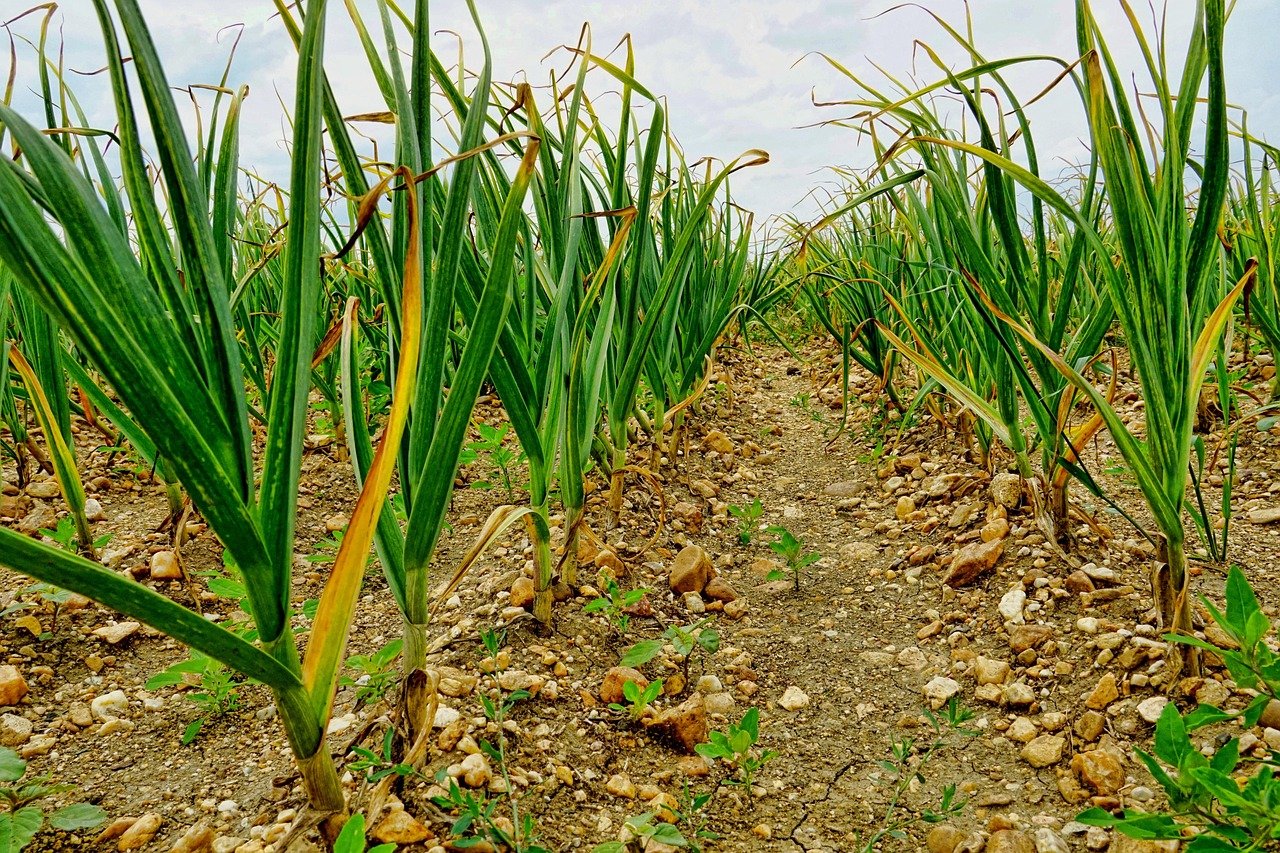 Home nature, agriculture, garlic field garlic, field, the cultivation of garlic